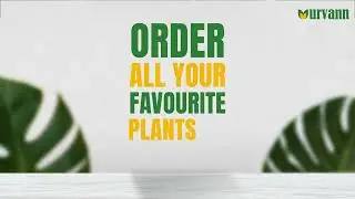 Buy Plants Online in India | Free Next Day Delivery | Plants starting Rs 39