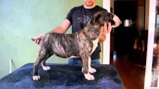 Atigrado hijo de Archie