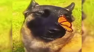 РАНДОМ ВИДЕО XD