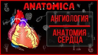 Анатомия сердца / Камеры сердца / Гемодинамика / Ангиология