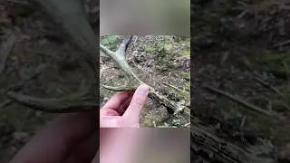 ZNALAZŁEM POROŻE JELONKA NA GRZYBACH