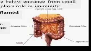 14-Part 2-  Digestive system (English)   Dr Essam Ibrahim  -  علوم صحية