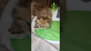 a tired angel 😿