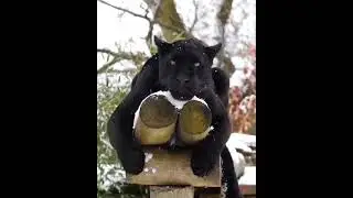 Rare Footage of Black Panther | Maya Relaxing in the Snow