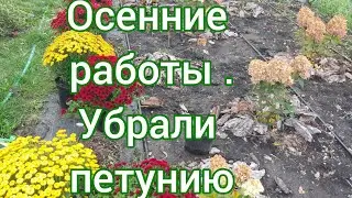 Чистим маточник. Убираем петунию. Хризантема мультифлора солирует👍