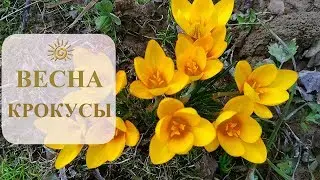 ВЕСНА/КРОКУСЫ И ЦВЕТЫ