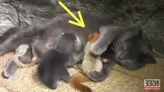 ДЕВУШКА РАЗРЫДАЛАСЬ, КОГДА УЗНАЛА, КУДА УХОДИТ ЕЁ КОШКА, БРОСАЯ СВОИХ КОТЯТ, ИСТОРИЯ ДО СЛЁЗ