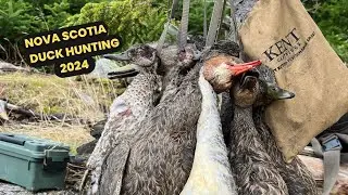Duck Hunting Mixed Bag During Early Season | Nova Scotia 2024