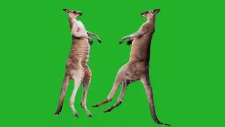 Real Kangaroo fighting Green Screen video 4k