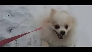 Лолита игнорирует