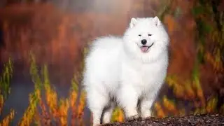 MOST Beautiful Dog breeds in the World