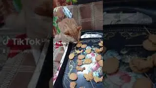 дигустатор
