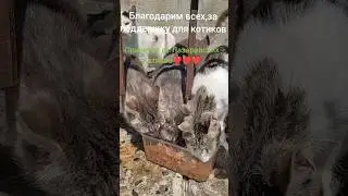 Привет от Лазаревских котиков// Большая благодарность всем поддержавшим❤️❤️❤️