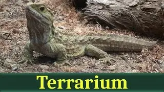 Гаттерия, или туатара (лат. Sphenodon punctatus)