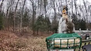 GET DOWN SIR 🐿 RING CAMERA FOOTAGE 📷 HE LISTENED AT THE END