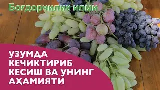 УЗУМДА  КЕЧИКТИРИБ КЕСИШ ВА УНИНГ  АҲАМИЯТИ -  Uzumda kechiktirib kesish va uning hamiyati