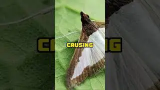 daily facts The Computer Bug 