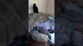 Кот Мышкин.  Затишье перед схваткой...