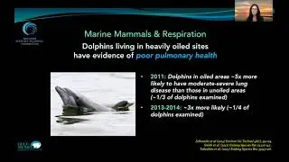Cynthia Smith, National Marine Mammal Foundation