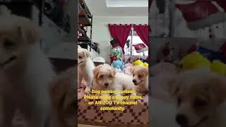 ♡ Dog naming contest ♡Please make a puppy name on ANIZOO TV channel community.