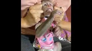 The Dark World of Shocking Animal-Crushing Videos Exposed! 
