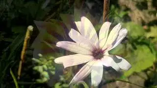 Flores en 4k ( Galaxy S8 Plus)