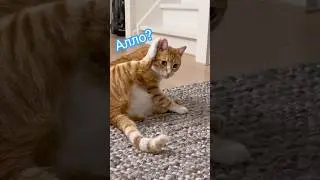 Кот звонит #cat #shorts