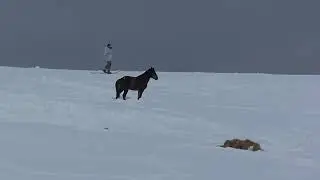 The horse lives in the forest for a whole month, part 2. We carry hay and bread to the horse.
