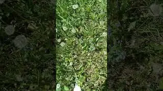 Колдуны будут бояться к тебе подойти после просмотра этого видео! ☮️👹🔥Пиши,, Одуванчик,, Миа🧚‍♀️🪄✨