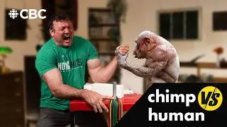 Can a human arm-wrestle a chimp and win? | feat. Devon Larratt