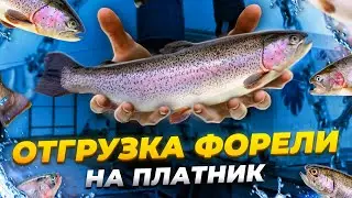 Отгрузка форели на платник