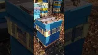 Поздний рой (С какой-то пасеки слетают пчелы)