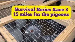 Survival Series Race 3