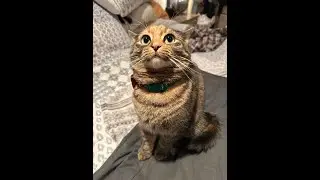 Lilith is so different with Cat Dad Tony 🥹 #trending #viral #cats #funny #cute #catvideos