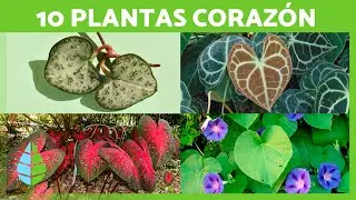 10 PLANTAS con HOJAS en forma de CORAZÓN 🌿💚 ¡Plantas Para Decorar Tu Hogar!