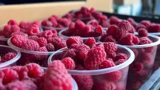 Огляд цін на літні смаколики🍓🫐 20.06.23