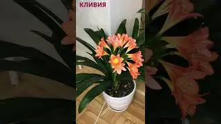 Кливия #кливия #комнатныерастения #цветы