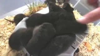 Колыбельная для мышей