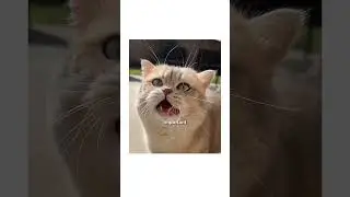 Barking CAT.
