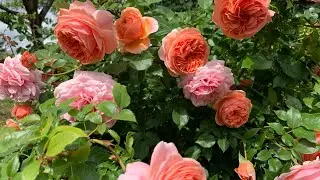 Tantau roses 18 varieties.