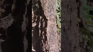 Муравьёв стало ещё больше🐜🐜🐜🐜🐜🐜🐜🐜🐜🐜🐜🐜🐜🐜🐜🐜🐜🐜