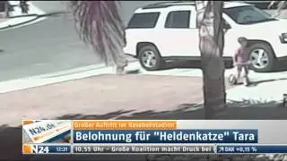 Katze Tara ist jetzt ein Star - Baseball - Katze rettet Kind