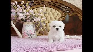 www.malteseclub.ru - МАЛЬТЕЗЕ кобель рожд.02.07.2019 года  -Элкейтс Шоу Ц ЛОРИ ЛАК
