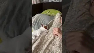 Рядом с мамой #венчикптенчик