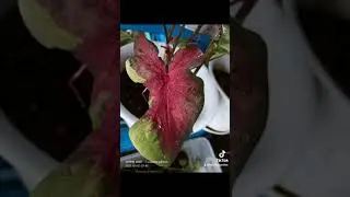 Koleksi keladi Peribadi Termahal September 2021