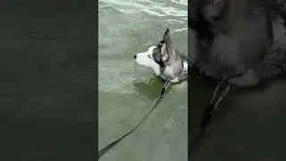 Наша хаски Герда купаться не любит #хаски