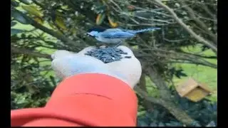 Hand Feeding Black Capped Chickadee