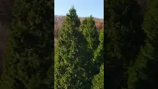 Самые высокие деревья в Крыму РОЩА СЕКВОЙ 