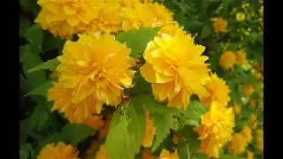 Любите Мир - стихи Натальи Хегай.
