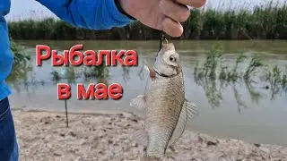 Рыбалка в мае. Ширван канал